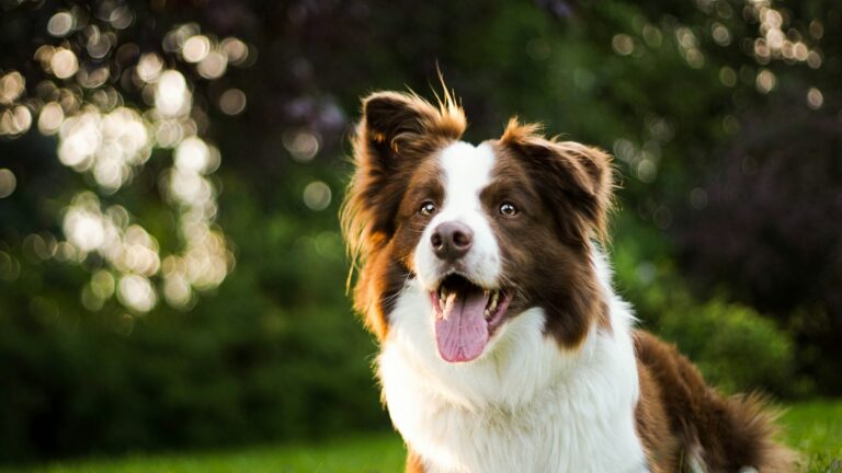 7 Border Collie Puppy Training Tips To Channel Their Energy