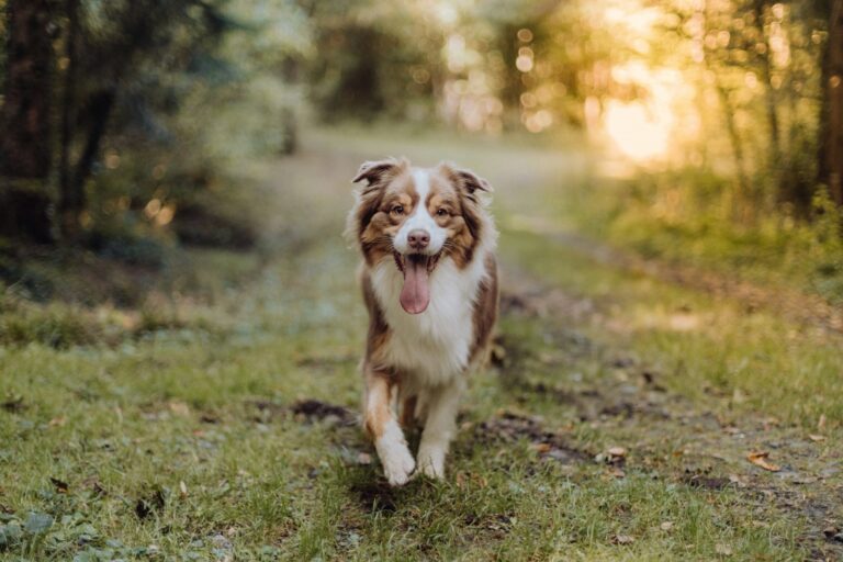 7 Australian Shepherd Puppy Training Tips For Active Families