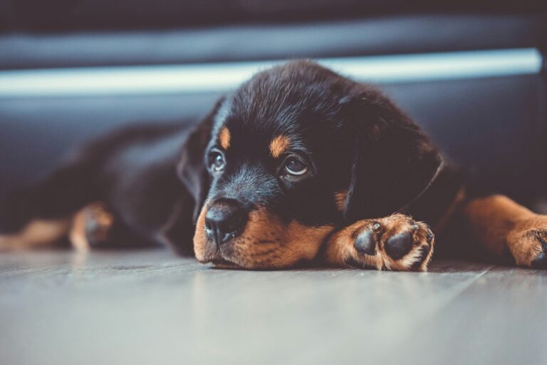 5 Rottweiler Puppy Training Tips To Build Early Discipline