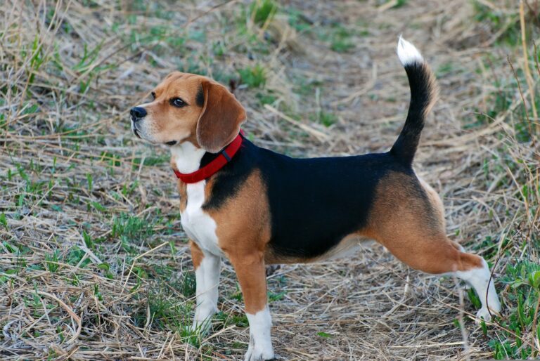 6 Beagle Puppy Training Tips