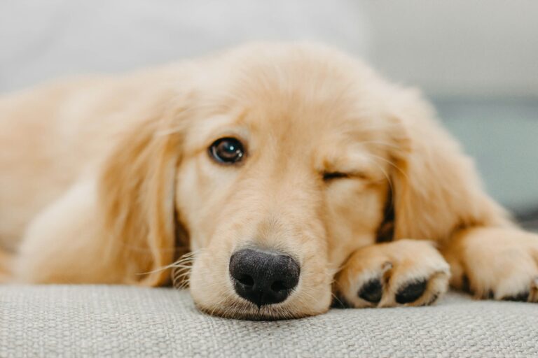 7 Golden Retriever Puppy Training Tips Every New Owner Should Know