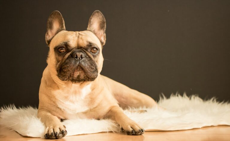 8 Socialization Tips for Raising a Well-Behaved French Bulldog