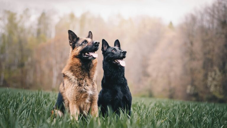 6 Training Mistakes That Slow Down German Shepherd Progress