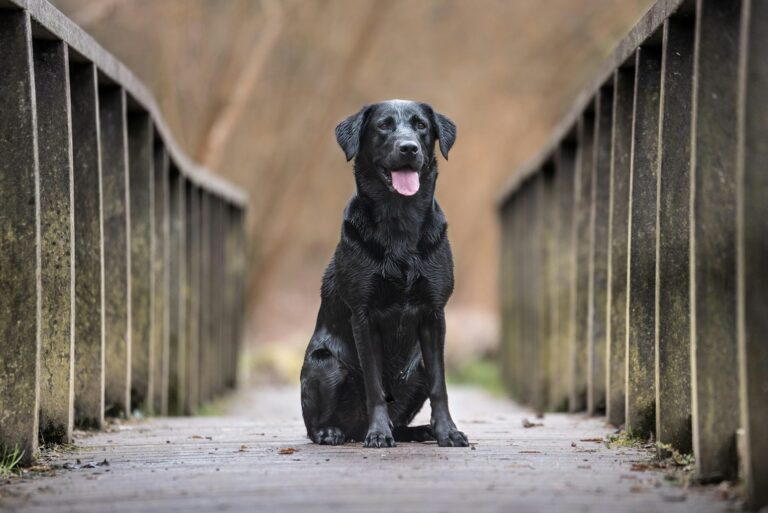 9 Essential Commands to Teach Your Labrador Retriever First