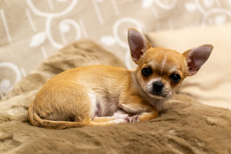 8 Things You Should Never Do With a Chihuahua