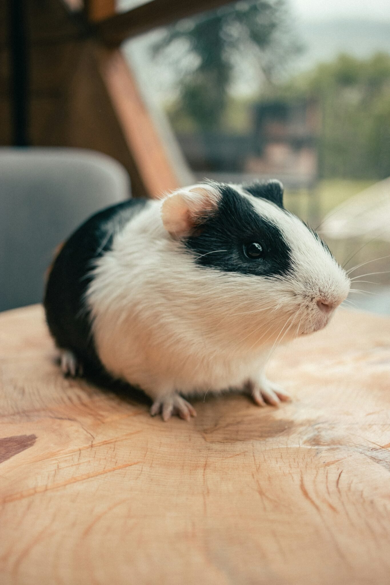 Visual Reference: 6 Safe Fruits And Vegetables For Guinea Pigs