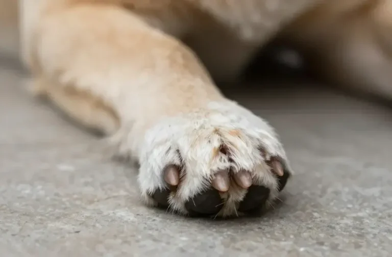 How to Make Paw Balm for Dogs with Beeswax & Shea Butter