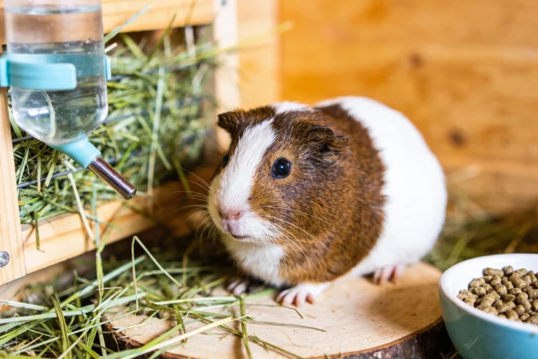 Common Guinea Pig Health Problems and How to Prevent Them