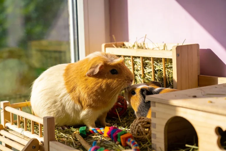 How to Keep Your Guinea Pig Happy & Socialized