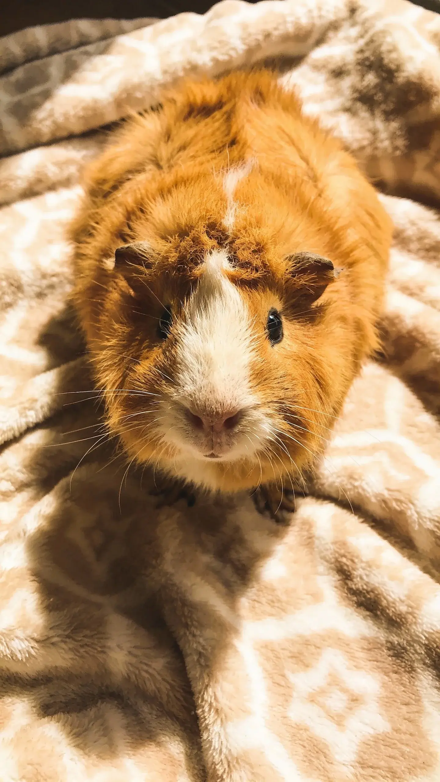 top view closeup of a single guinea pig on fleece