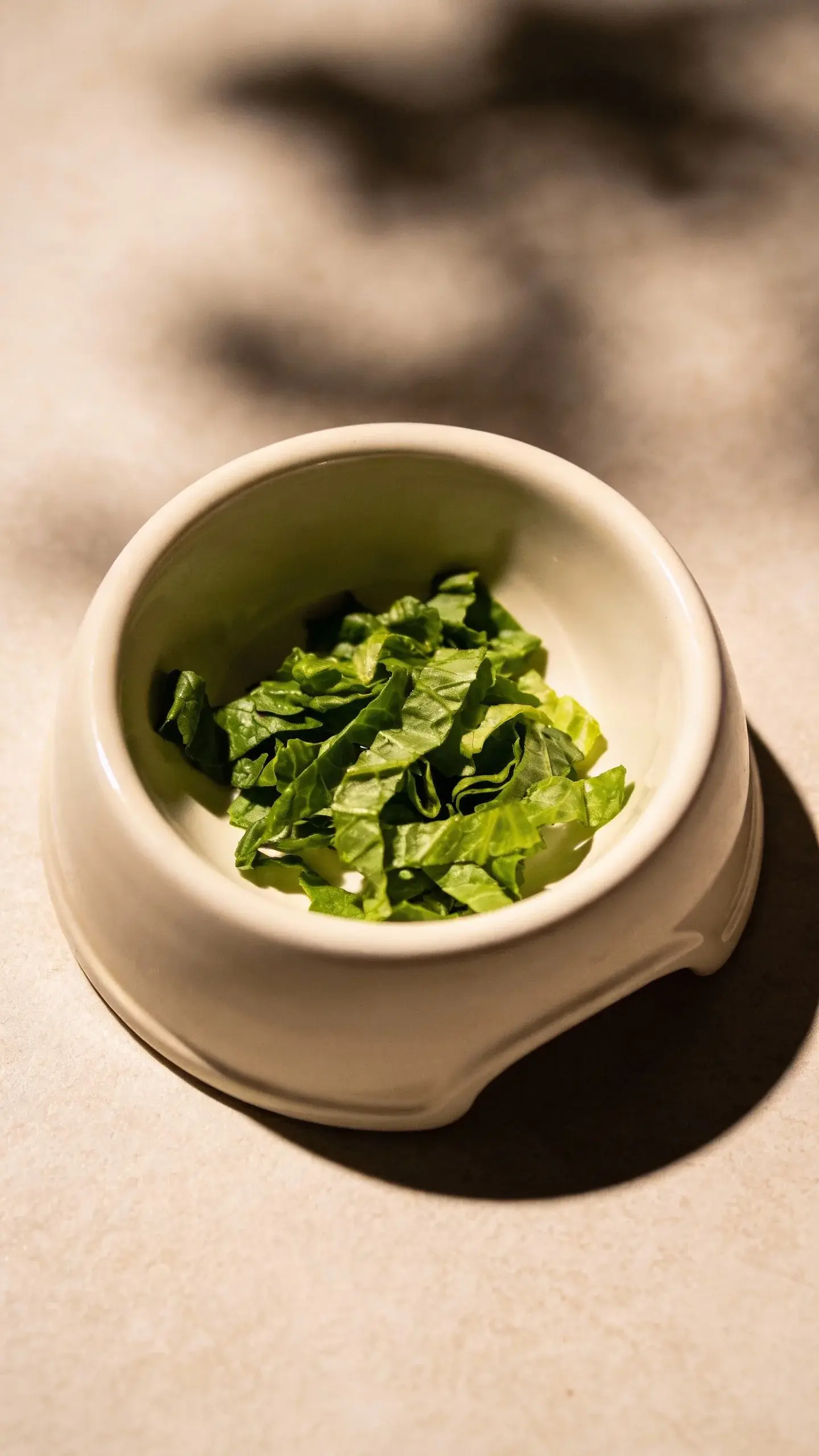 top view single ceramic guinea pig food bowl with leafy greens