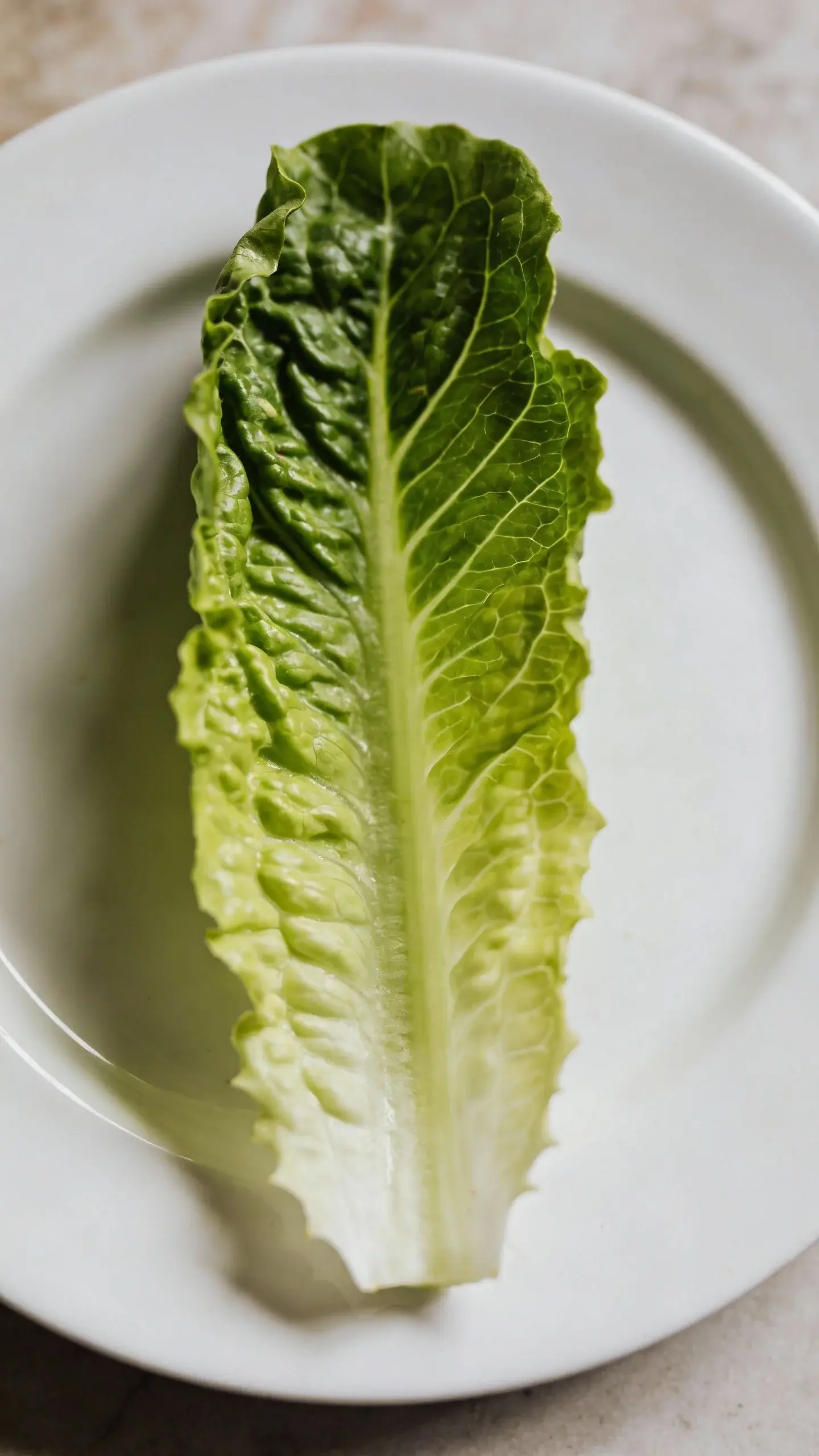 Overhead shot of one romaine leaf on white plate