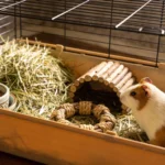 How to Set Up the Perfect Guinea Pig Cage