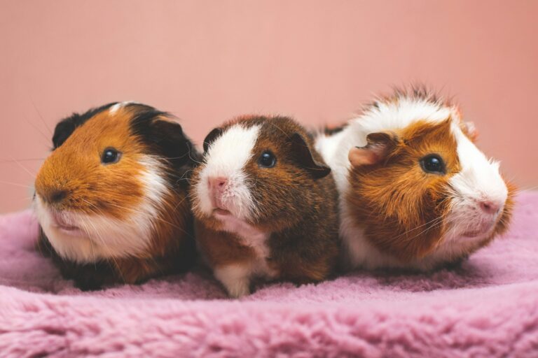 6 Safe Fruits and Vegetables for Guinea Pigs