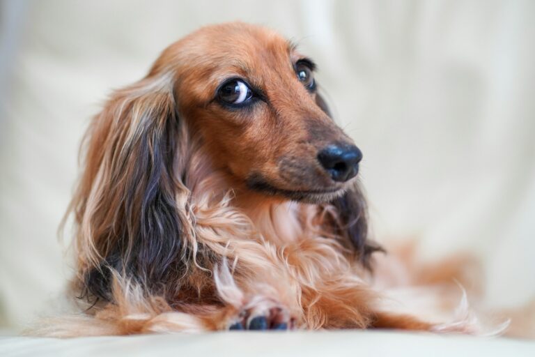 6 House-Training Steps That Work for Dachshunds