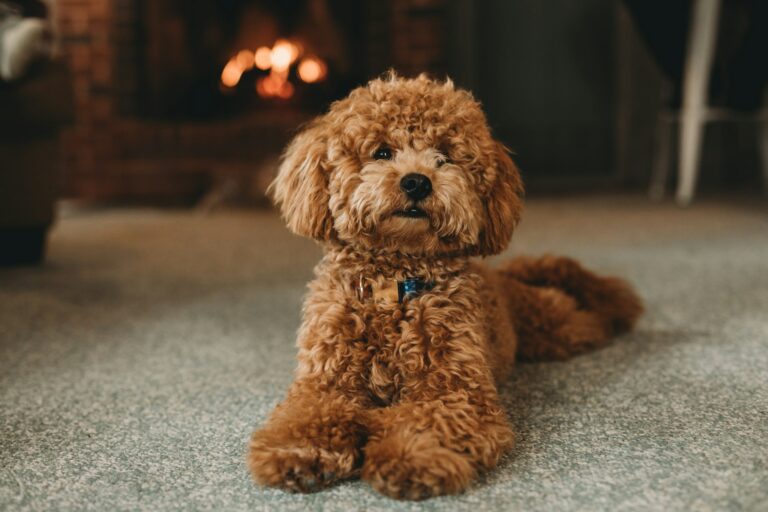7 Grooming Rules Every Poodle Owner Must Follow