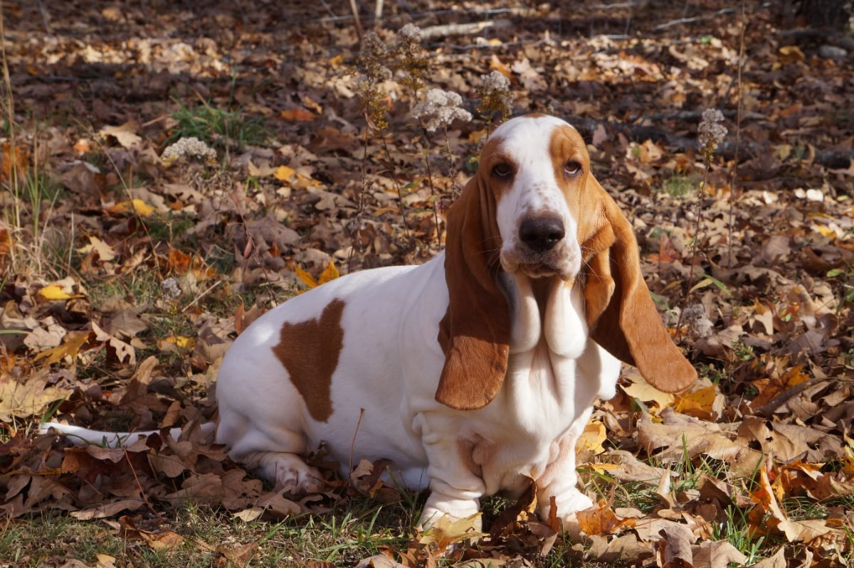Basset Hound sitting in a field during autumn