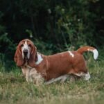 Basset Hound Care Guide: Everything New Owners Need to Know