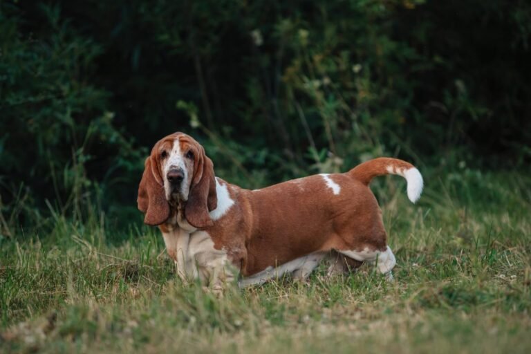 Adult Basset Hound walking outdoors in nature