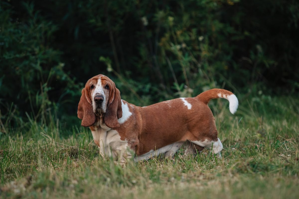 Adult Basset Hound walking outdoors in nature