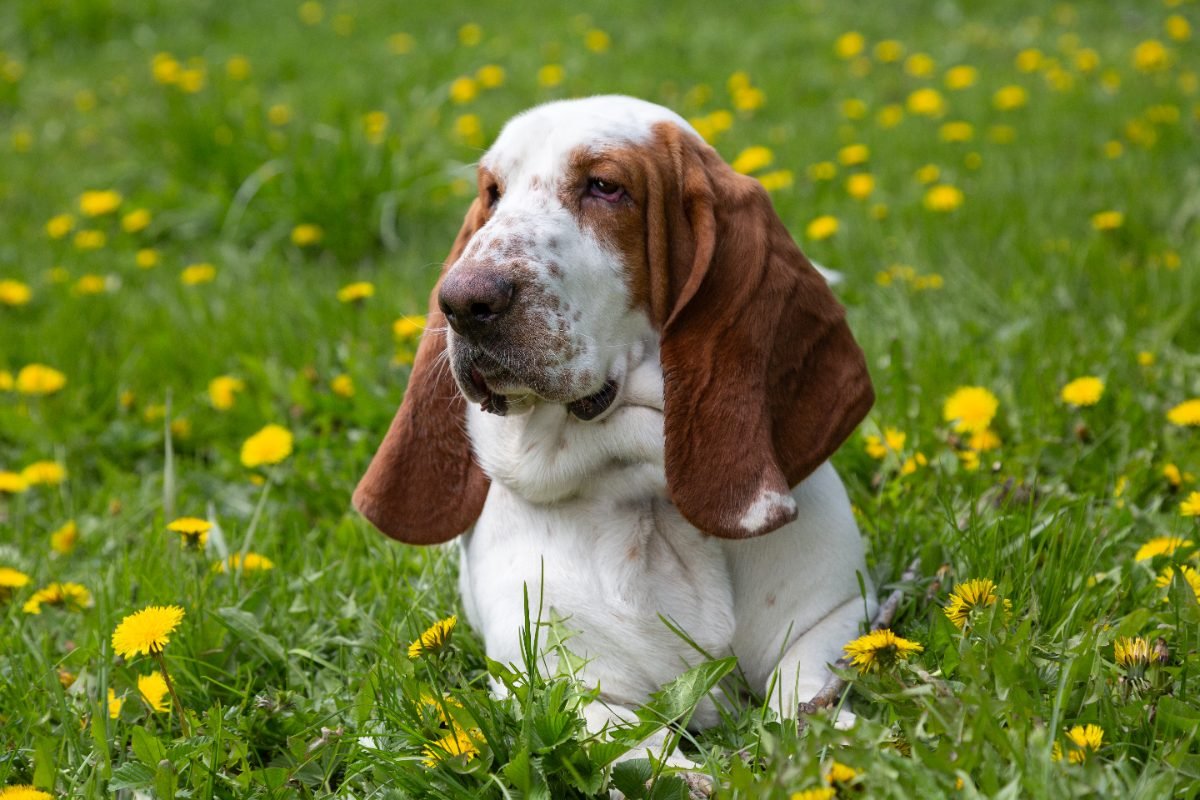 Basset Hound standing in a flowering field of dandelions