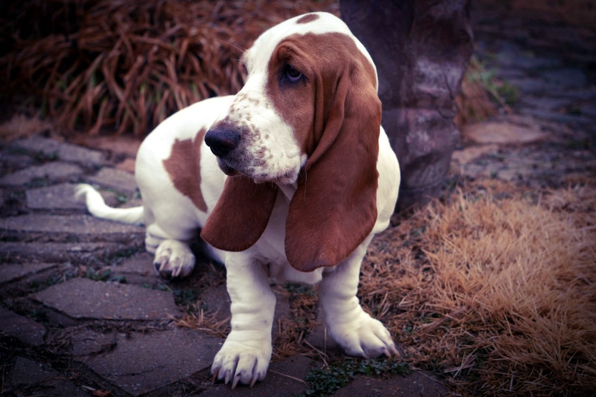 Basset Hound standing on a footpath showing its long low body