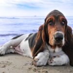 6 Mistakes Basset Hound Owners Make (And How to Avoid Them)