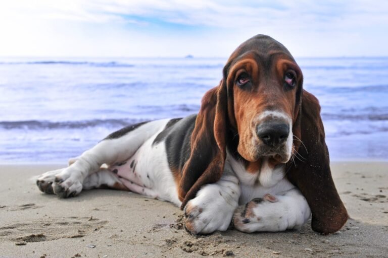 Basset Hound walking along a beach