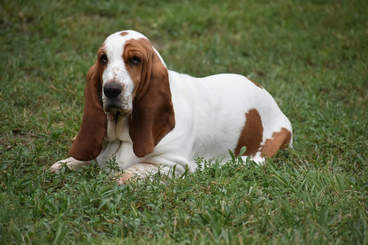Basset Hound resting on grass in a field