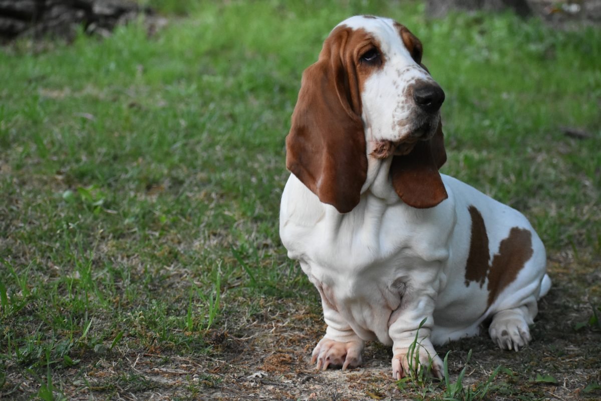 Basset Hound looking away across a field following a scent