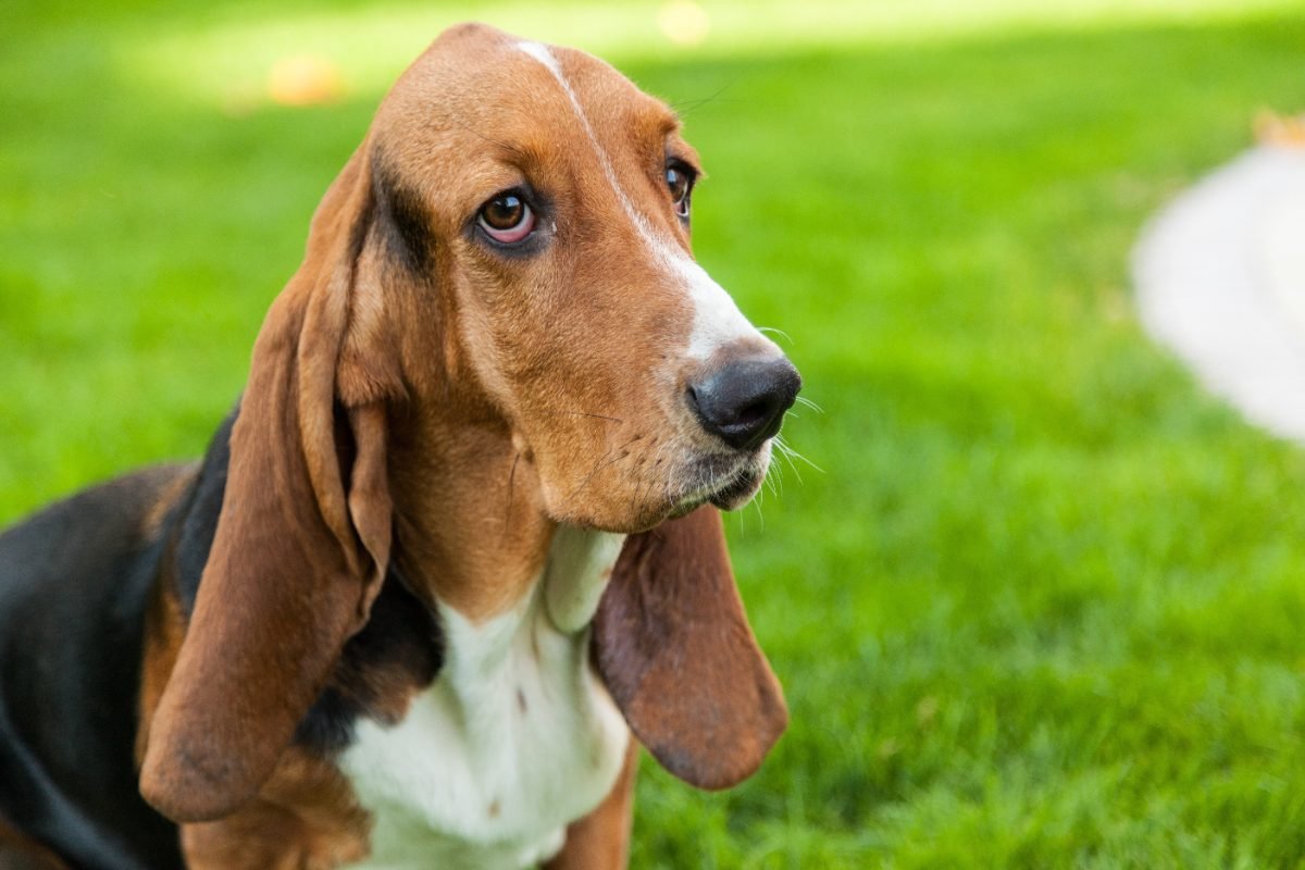Close up of a Basset Hound face showing long ears and droopy eyes