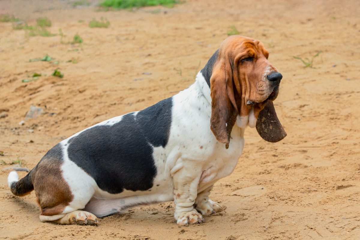 Basset Hound during an obedience training session
