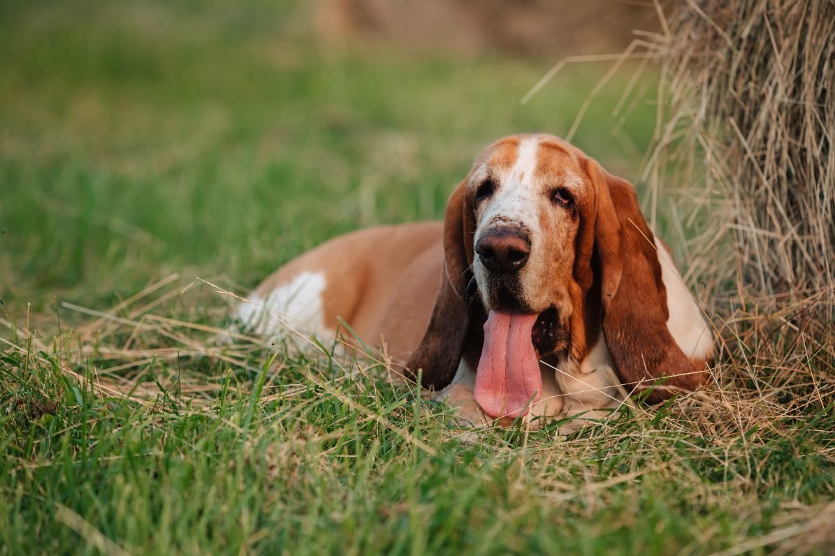 Adult Basset Hound walking through nature on a trail