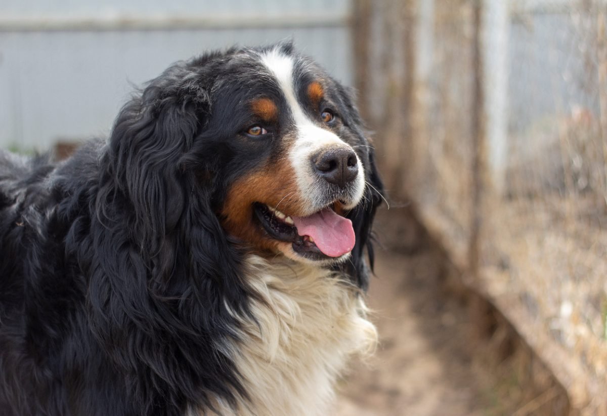 Close up portrait of a Bernese Mountain Dog outdoors