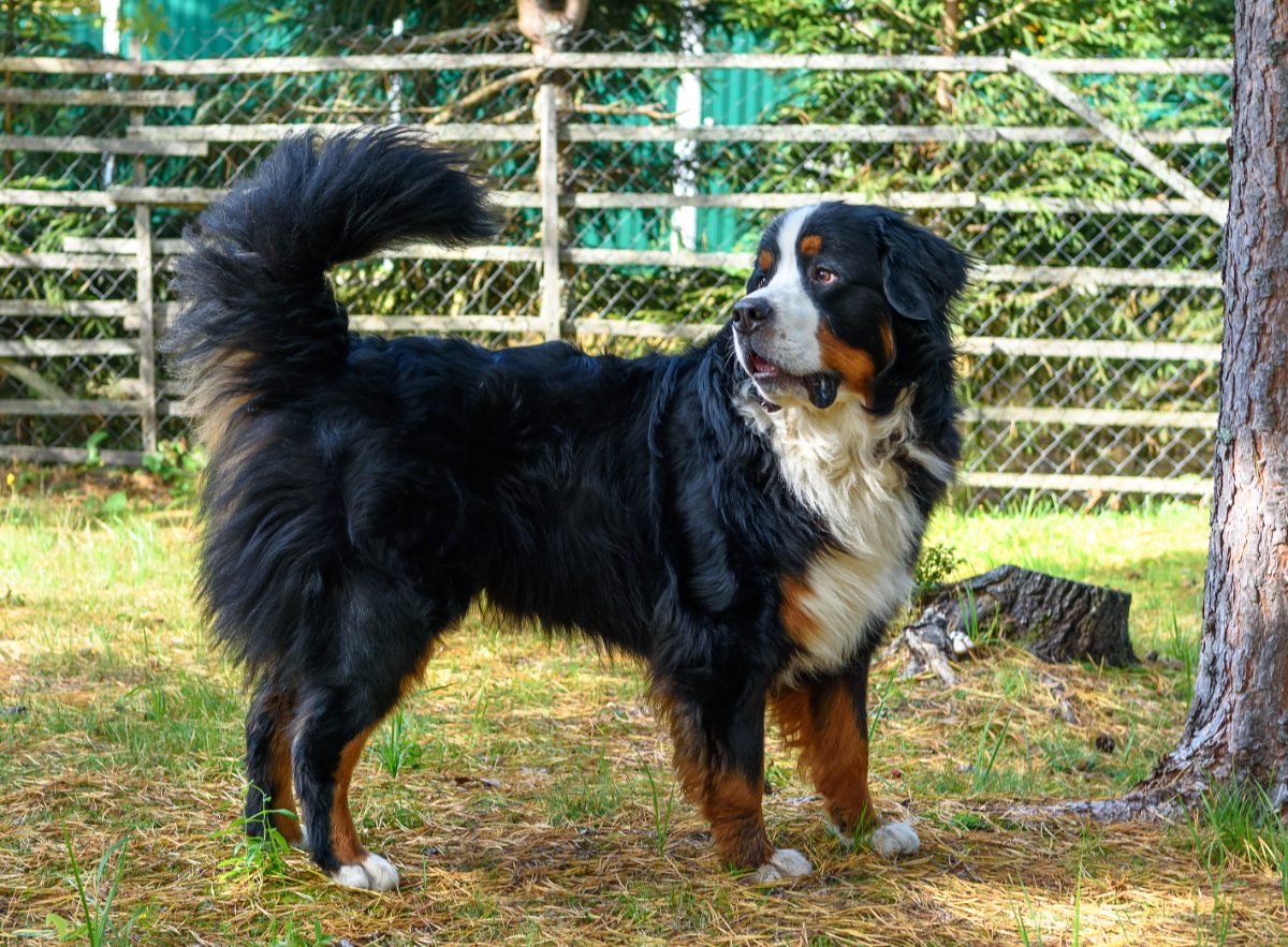 Bernese Mountain Dog lying on grass on a sunny day