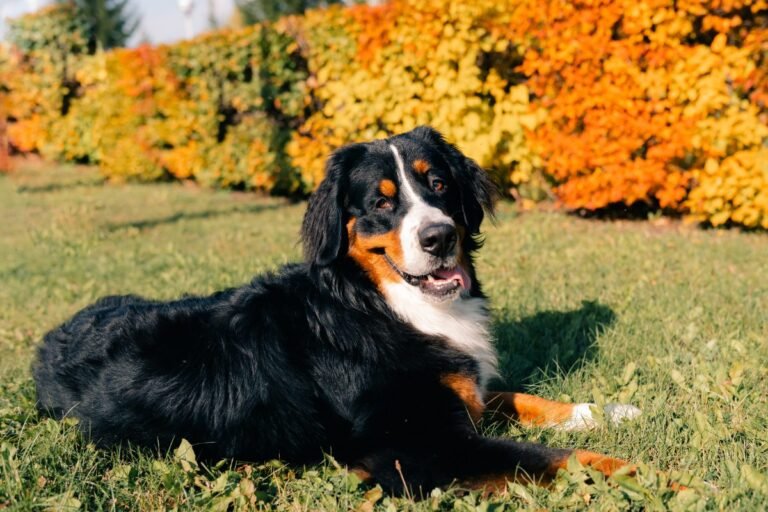 Bernese Mountain Dog standing in a forest park