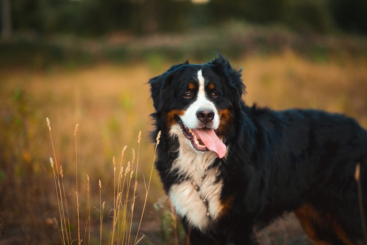 Bernese Mountain Dog walking outdoors on a trail