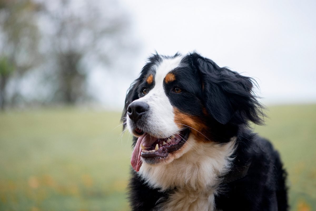 Close up portrait of a Bernese Mountain Dog in autumn