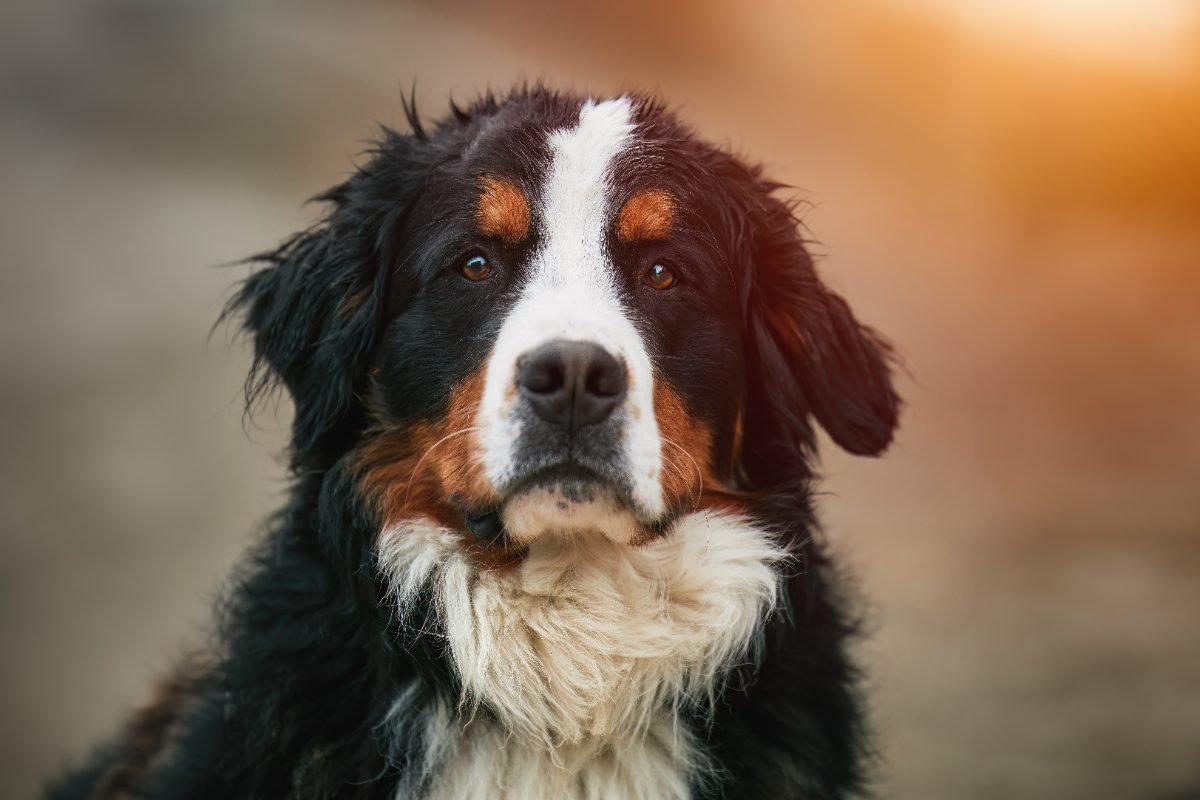Young male Bernese Mountain Dog standing in a park in the Alps