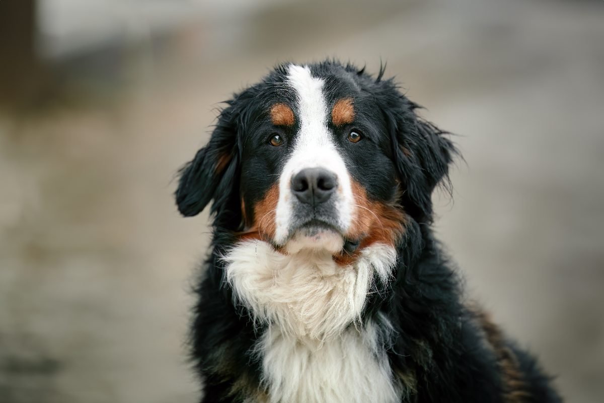 Happy young Bernese Mountain Dog puppy in the Swiss Alps