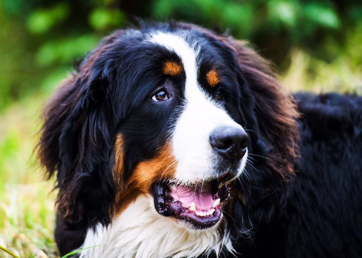 Portrait of a Bernese Mountain Dog with a calm expression