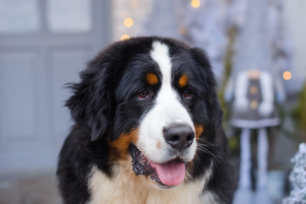Bernese Mountain Dog resting on the veranda of a wooden house