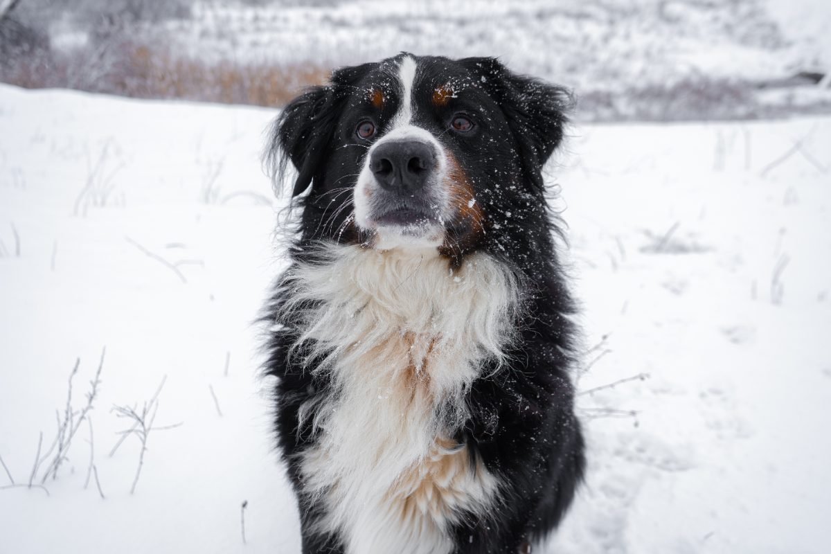 Bernese Mountain Dog walking happily through snow in winter
