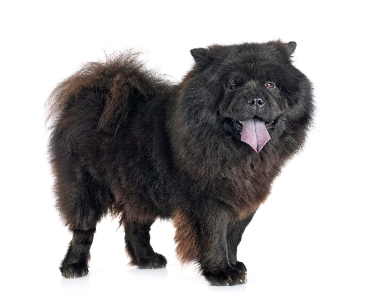 Black Chow Chow with a dense double coat