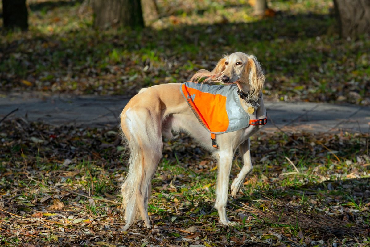 Borzoi standing in a park showing its full adult height