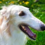 Borzoi Care Guide: Everything New Owners Need to Know