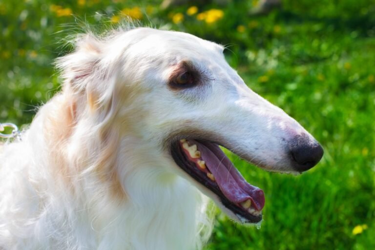 Close up portrait of a Borzoi with a relaxed open mouth