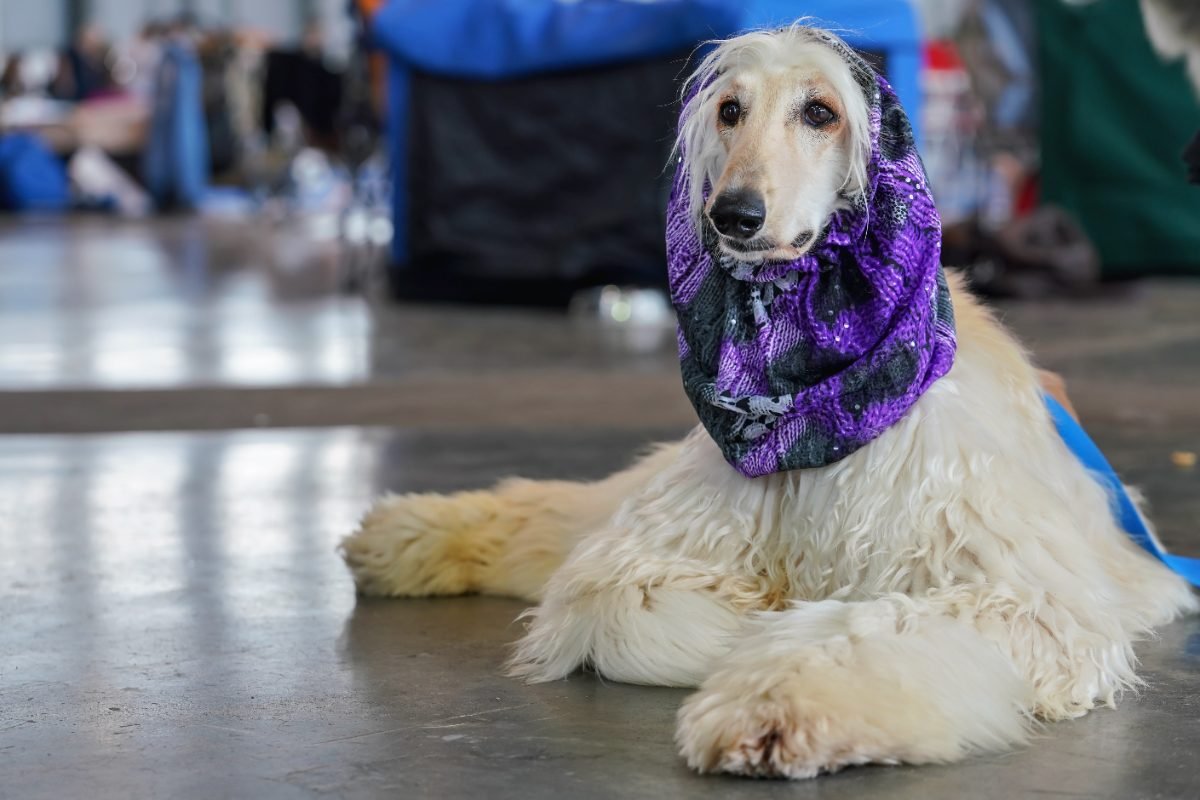 Groomed white Borzoi lying down indoors showing its silky coat