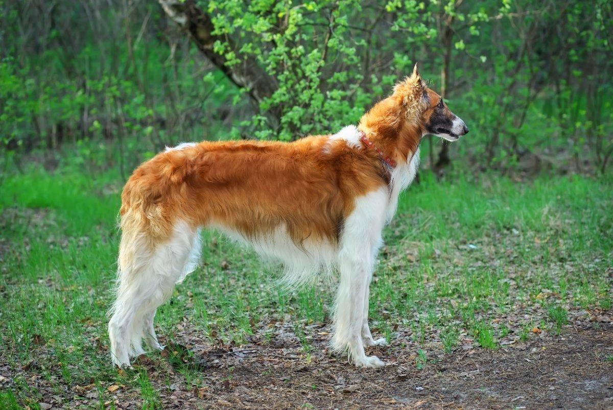 Borzoi walking outdoors on a lead