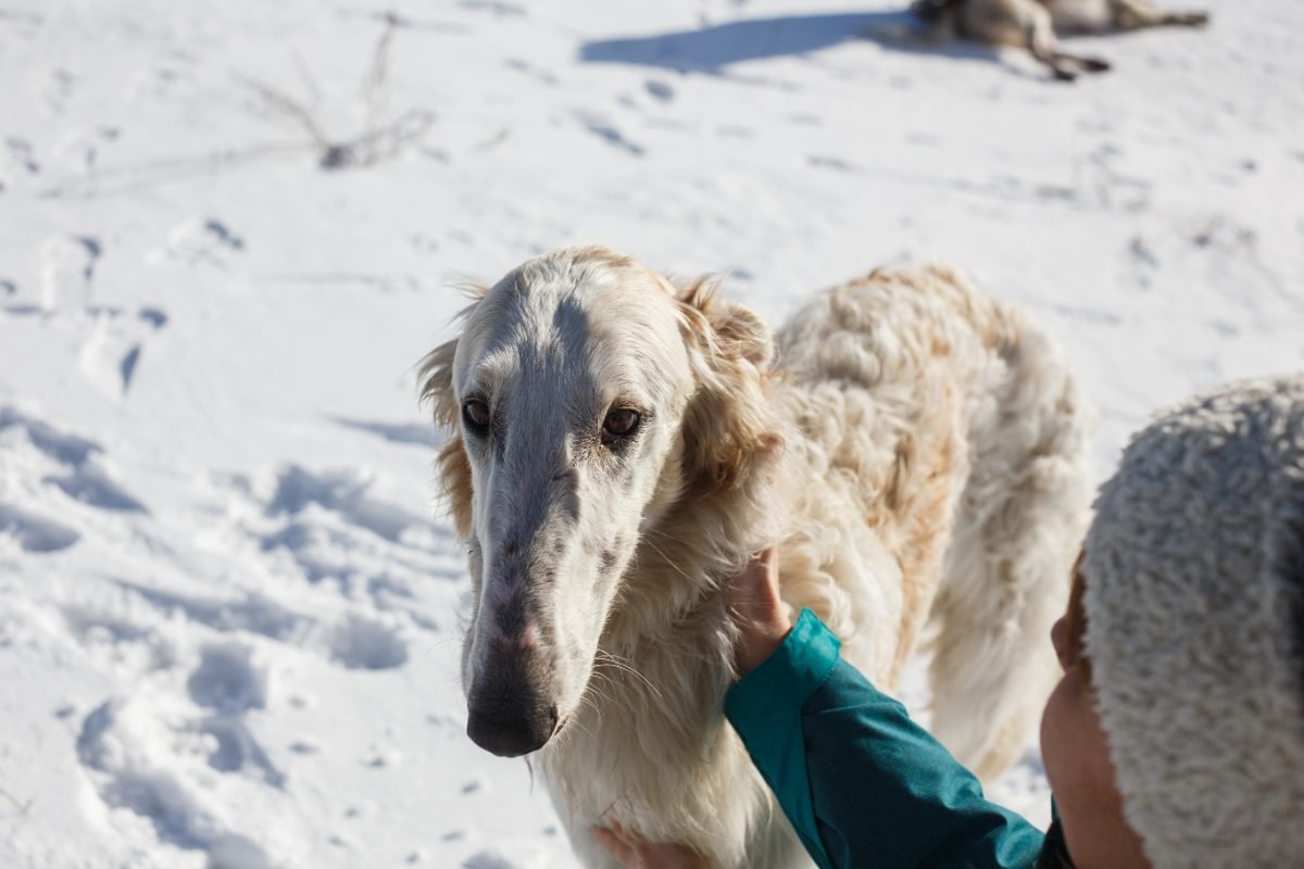Hands gently stroking a white Borzoi